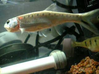 Aaptosyax grypus Rainboth, 1991